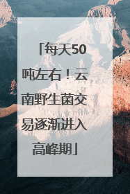 每天50吨左右！云南野生菌交易逐渐进入高峰期